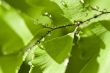 Green leaves with water drops on it (shallow DoF)