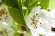 Pear blossom