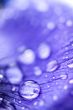 purple anemone flower with water drops