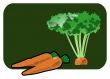 carrot