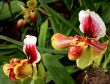Paphiopedilum Orchid