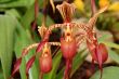 Paphiopedilum Orchid