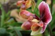 Paphiopedilum Orchid