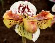 Paphiopedilum Orchid