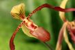 Paphiopedilum Orchid