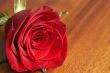Dark red rose with water drops