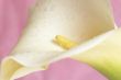 Beautiful calla lilly on pink