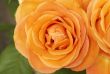 Closeup of bright orange roses