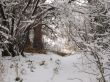 Winter Woods