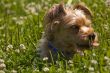 Dog in grass