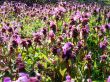 Meadow flowers