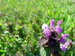 Meadow flower