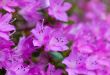 purple spring
