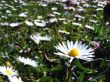 Meadow flowers