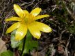 Meadow flower