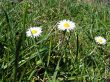 Meadow flowers