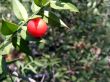 Forest berries