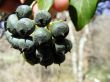 Forest berries