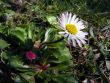 Meadow flowers