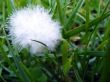 Meadow