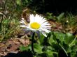 Meadow flower