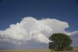 Landscape with tree