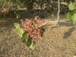 Pistachio branch
