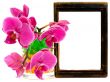 pink orchid and vooden frame
