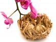 bird nest and orchid