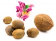 coconut and kiwi against pink orchid flower