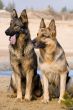 Two Germany Sheepdogs