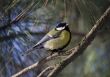 titmouse