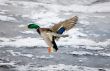 Landing on a winter river