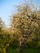 Ladder near blooming apple-tree