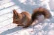 Squirrell on snow path