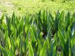 Meadow plant