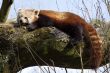 red little panda
