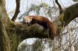 red little panda