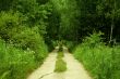 Road in the forest