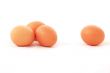 eggs isolated