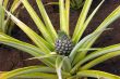 Pineapple plantation