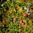 Cranberry