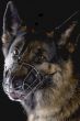 dog on black background closeup