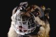 dog on black background macro