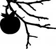 Vector of a silhouette of Persimmon fruit