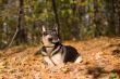 Lying dog in the forest