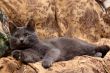 lying grey cat