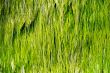 Sea Grass