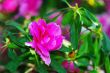 Pink blossom. Close-Up of azalea flowers.