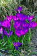 Purple Crocus on the sun light